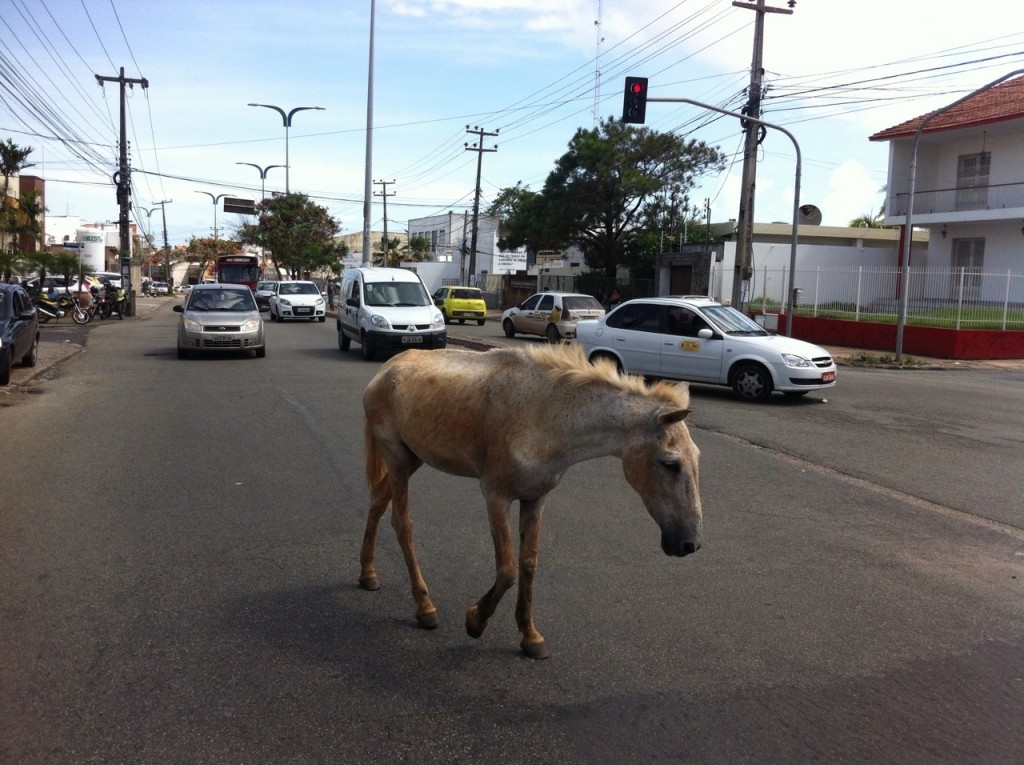 RIDÍCULO: Cavalo anda em meio aos carros, na Av. Getúlio Vargas, em SL