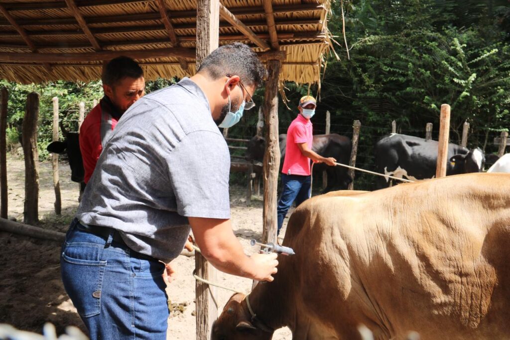 Peritoró: Prefeito Dr. Júnior faz doação de cerca de duas mil doses de vacina contra febre aftosa aos pequenos criadores